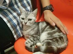 -猫咪博物馆(顶澳仔猫街店)