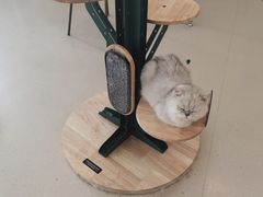 -共舞时光猫咖·狗咖(新街口店)