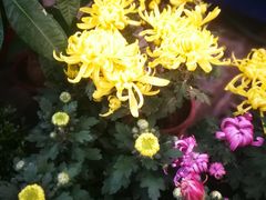 -秦美花卉(天朗·莱茵小城2期店)