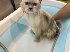 -PETKIT小佩宠物·低压洗护(国顺东路店)