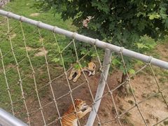 -西霞口神雕山野生动物世界