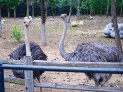 -大连森林动物园