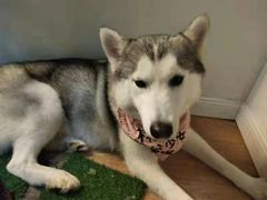 -Husky Go! 哈士奇体验馆·宠物咖啡厅狗咖