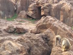 -昆明动物园