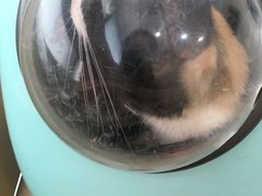 -喜多萌中农锦绣动物医院24H·猫科·牙科MRI·CT