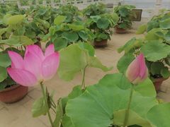-莲花池公园