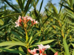 -广西壮族自治区药用植物园