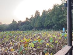 -铭莲·八卦田水上餐厅