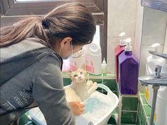 -山宅一喵德文卷毛猫舍