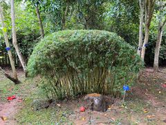 -中国科学院西双版纳热带植物园
