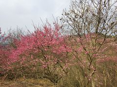 -新建村梅花