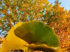 -长白岛森林公园