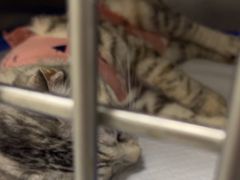 -中农国际动物医院24小时·猫科·骨科·急重症中心