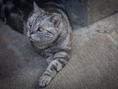 -龙华寺