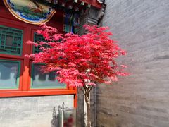 -北京古城老院厉晓麟精致菜