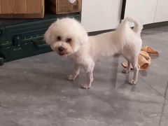 -猫狗日记·自助洗护·宠物寄养·售卖