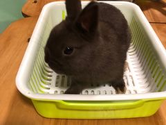 -藦茜花园宠物主题亲子互动体验馆(国顺东路店)