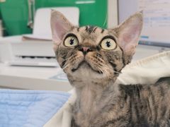 -瑞派动物医院·猫专科·至诚(江南中分院)