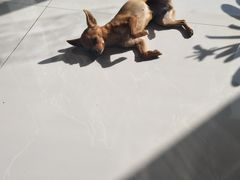 -宠颐生动物医院·心脏科·保险定点(锦阳分院)