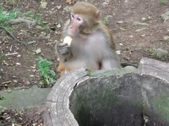 -黔灵山公园