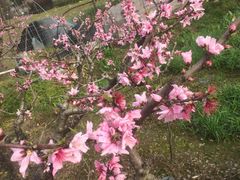 -桃花岛景观公园
