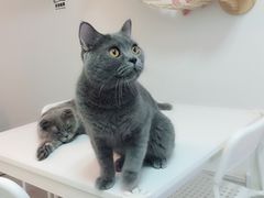 香草奥利奥-我爱猫咪·猫咖·狗咖·安哥拉兔·羊驼咖(小寨华旗店)