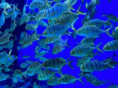 -成都浩海立方海洋公园