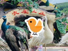 -西双版纳原始森林公园