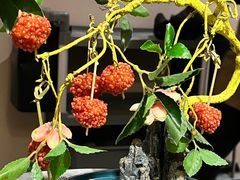 -故里和山·成都火锅(欢乐港湾店)