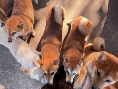 -柴犬高等学院·狗咖·柴犬售卖·宠物训练