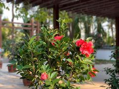 -深圳国际园林花卉博览园