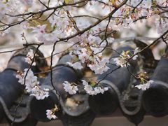 -高东镇樱花园