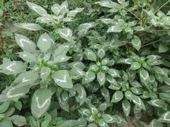 -阳阳中国饭(龙湖大兴天街)