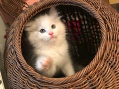 -喵zoo家庭繁育猫舍(尖东智能花园店)