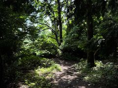 -天目山大树王景区