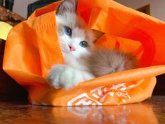-袖虎·猫馆(体育西路店)