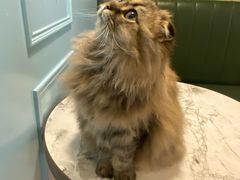 -遇见羊驼·奶狗咖·布偶猫咖·法斗柯基柴犬阿拉斯加(春熙路太古里IFS店)