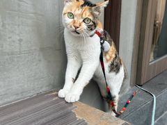 -Again Coffee Roaster(香蜜湖店)