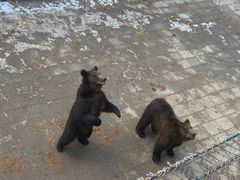 -大连森林动物园