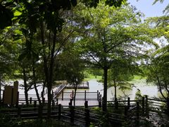 -大湾区中央湿地公园