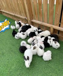 -萌宠亲子动物乐园(槐房万达店)