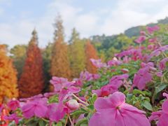 -云溪植物园