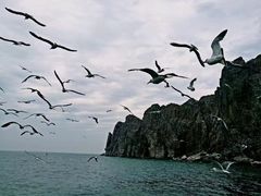 -长岛万鸟岛