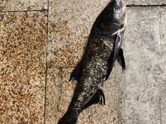 -好灶头妈妈菜·千岛湖土菜地标美食
