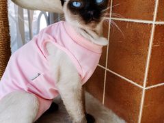 -北京赛佳动物医院