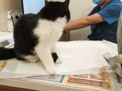 -萌兽医馆·犬猫专科·眼科中心·宠物医院(朝阳门分院)