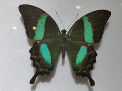 -上海昆虫博物馆