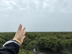 -北海金海湾红树林生态旅游区