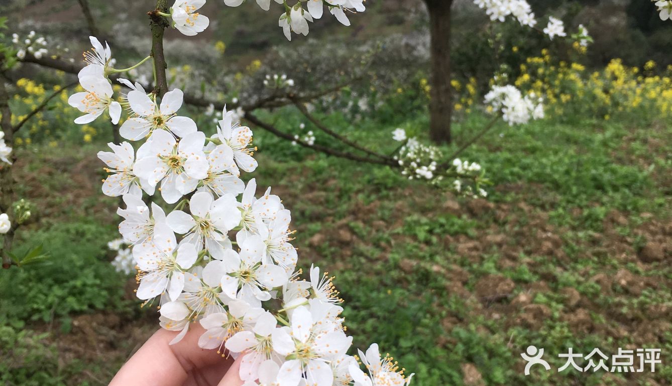李子花也开了这是上个星期出去挖野葱得时候拍的