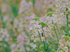 -中国天府农业博览园